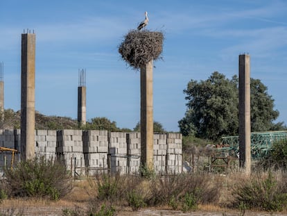 Un nido en Malpartida de Cáceres.