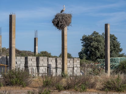 Un nido en Malpartida de Cáceres. 