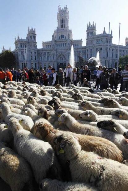 Las 3.000 ovejas que han recorrido la ciudad, como cada año por el Día de la trashumancia, no han bordeado el centro, sino que lo han cruzado de este a oeste pasando por delante de los edificios más representativos, como el Palacio de Cibeles.