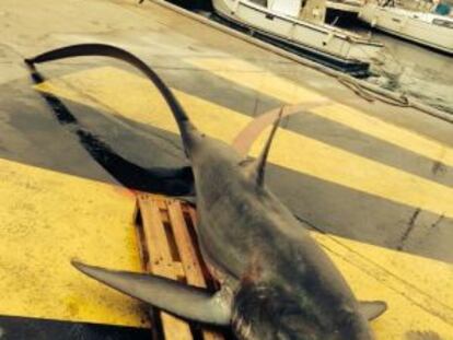 El tiburón zorro capturado en Port de la Selva
