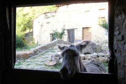 El burro <i>Nicolás </i><b>se asoma a una cuadra de Aldeanueva de Cameros.