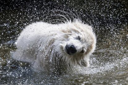 La cría de oso polar Quintana, en su recinto del zoo Hellabrunn de Múnich (Alemania).