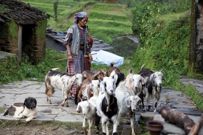 La cría de ganado es un aspecto importante de la frágil economía de la región. Supone un capítulo fundamental de la seguridad alimentaria y los ingresos que reciben los habitantes de las montañas. En la imagen, una mujer cuida un rebaño de cabras en Darchula (Nepal).