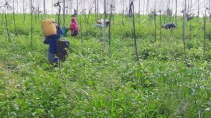 Uno de los proyectos donde trabajan los migrantes retornados de EE UU.