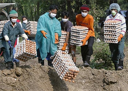 Trabajadores tailandeses destruyen huevos en una granja en la provincia de Kanchanaburi, a 150 kilómetros al este de Bangkok.