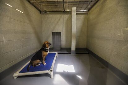 Un perro rescatado permanece sentado en su nuevo hogar de la Sociedad Humana de Atlanta en Atlanta, Georgia. Este lugar acoje a más de cien perros y gatos llegados desde refugios de Houston.