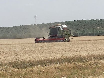 Sitopia: los alimentos y las ciudades