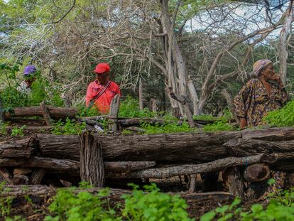 Vivero de la huerta comunitaria de la comunidad de Santa Rosa, en la Alta Guajira.