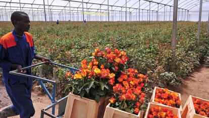 Un trabajador prepara rosas para exportar a Europa en una granja de Kenia / CNN