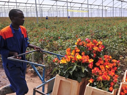 Un trabajador prepara rosas para exportar a Europa en una granja de Kenia / CNN