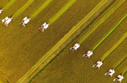 Agricultores chinos cosechan cultivos de arroz en Xinghua.