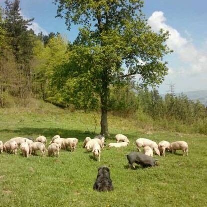 Cerdos al solecito vasco