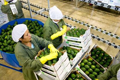 Mujeres peruanas cargan cajas de palta (aguacate) para su exportación.