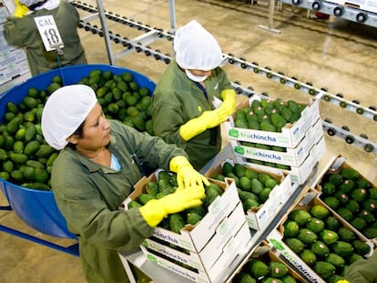 Mujeres peruanas cargan cajas de palta (aguacate) para su exportación.