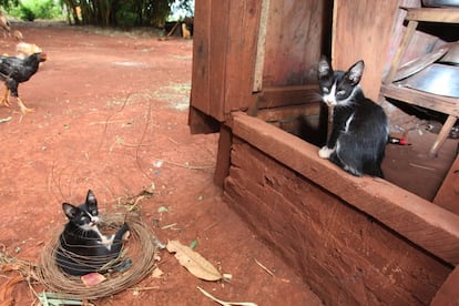 Animais de casa na Reserva Bororó, que está superlotada.