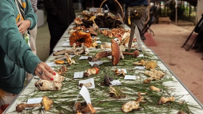 Mesa de recolección de hongos del festival de hongos en Oaxaca.