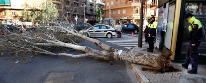 El fuerte viento ha tumbado hoy un árbol entre las calles de Lorca y Pérez Galdós en Valencia.