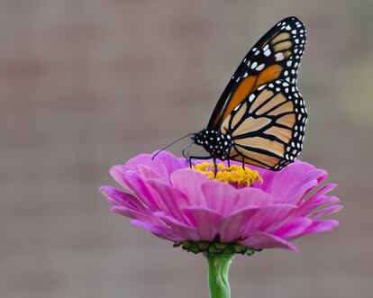 Una mariposa monarca posada en la corola de una flor en Lexington, Virginia.