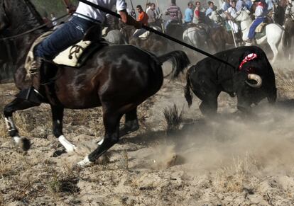 El toro de la Vega, que ha muerto esta mañana de varias lanzadas, es una tradición duramente criticada por los ecologistas