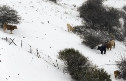 Reses con la denominación "carne de la sierra de Guadarrama", aún acostumbradas al frío, buscan refugio al lado de las jaras en la zona norte de la Sierra de Madrid.