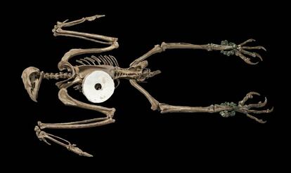 Águila hembra con un disco de oro. Los arqueólogos armaron el esqueleto a partir del hallazgo de una ofrenda en el Templo Mayor. La imagen fue presentada en un congreso de arqueología en Albuquerque (Nuevo México, Estados Unidos), en abril.