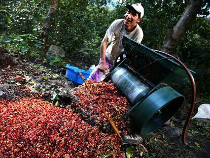 Plantación de café en Perú. 