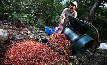 Plantación de café en Perú. 