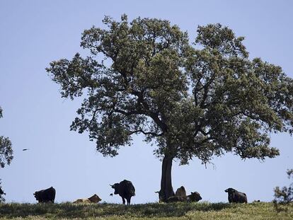 Toros bravos, en una dehesa andaluza