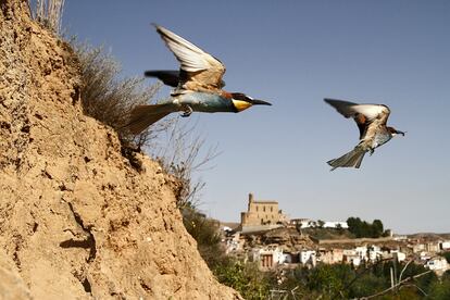 Abejaruco común, <i>Merops apiaster,</i> cerca de Albalate del Arzobispo, Teruel.