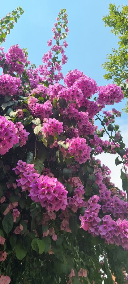 La buganvilla de Antonia en plena floración