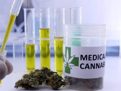 Extracción de aceite medicinal del cannabis.