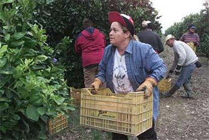 Recolectores de naranjas en un campo andaluz.