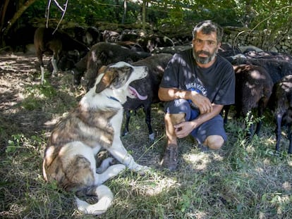 Álvaro Martín ha bajado a sus ovejas del monte por miedo a los ataques de cánidos.