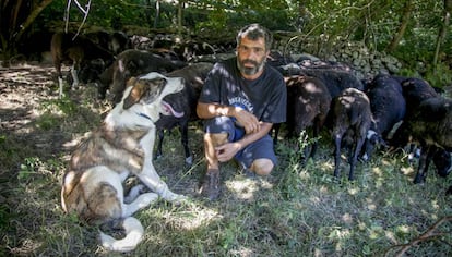 Álvaro Martín ha bajado a sus ovejas del monte por miedo a los ataques de cánidos.