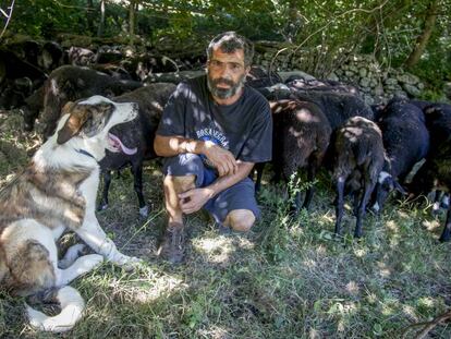 Álvaro Martín ha bajado a sus ovejas del monte por miedo a los ataques de cánidos.