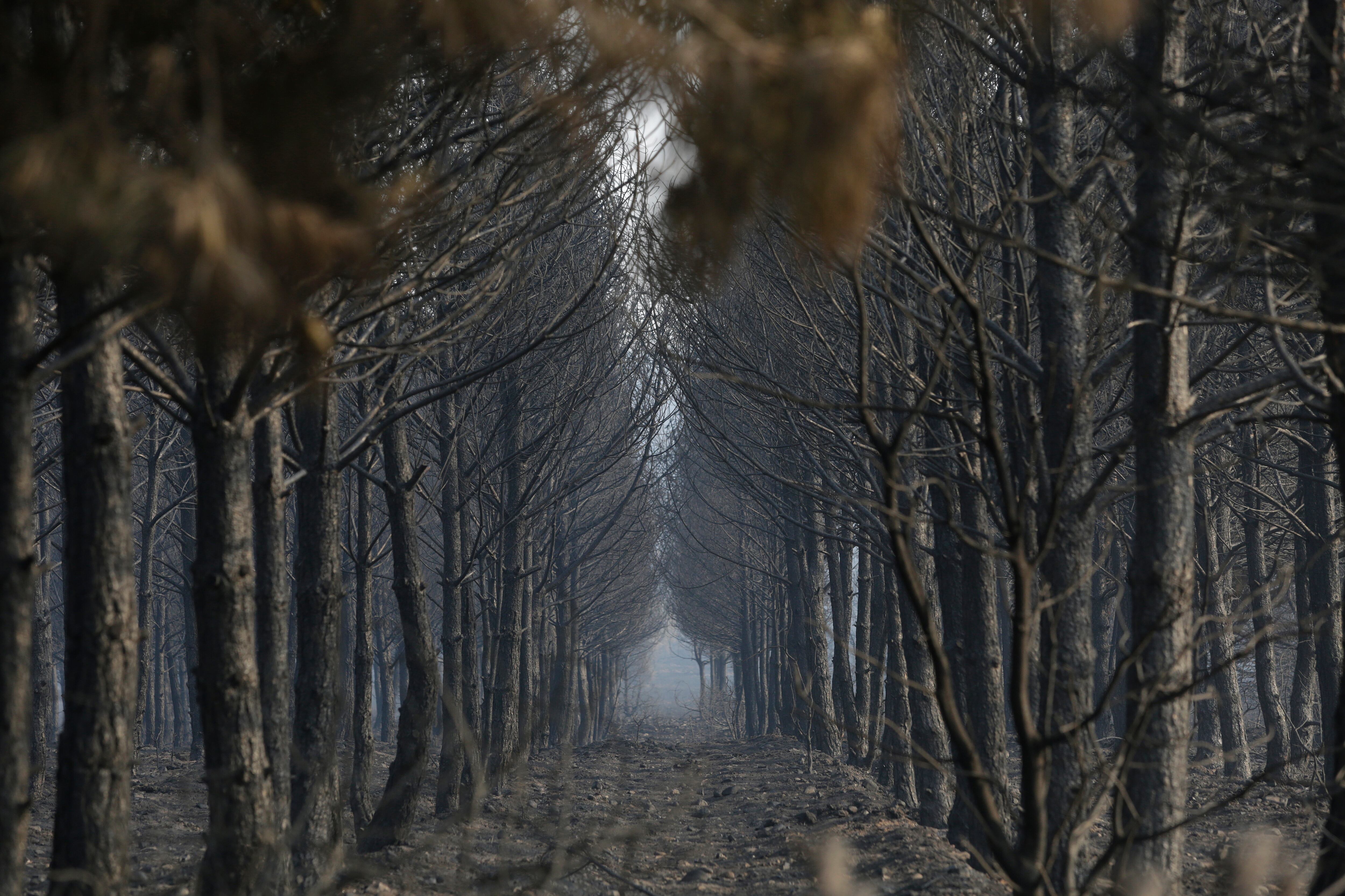 Libros para entender la nueva era de los incendios