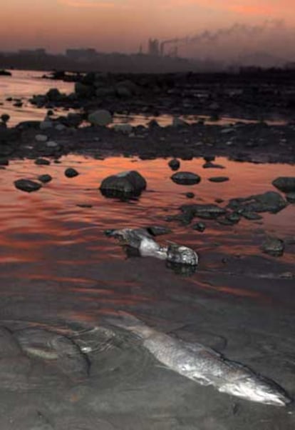 Peces muertos, ayer, en las orillas del río Songhua, en Jilin.
