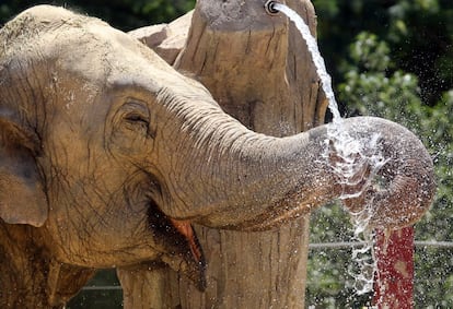 Durante la ola de calor los animales del zoológico deben recibir una cantidad de agua suplementaria cada día. En la imagen, un elefante africano bebe agua.