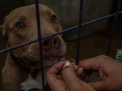Uno de los perros maltratados que fueron rescatados por la Fundación Toby, en Ciudad de México.