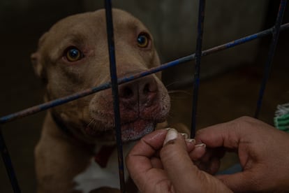 Uno de los perros maltratados que fueron rescatados por la Fundación Toby, en Ciudad de México.