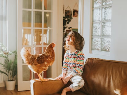Una niña ríe frente a una gallina en el salón de su casa.
