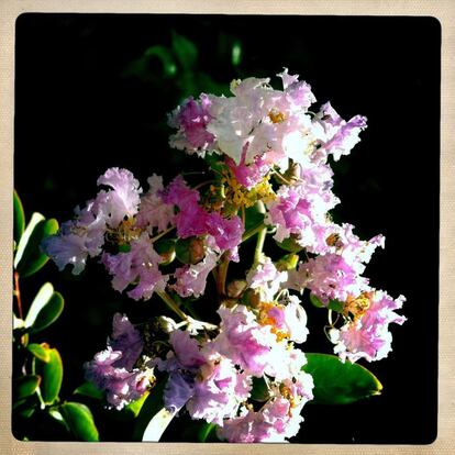 Árbol de júpiter, 'Lagerstroemia indica L.', 2 de septiembre.