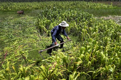 A small grain farmer cuts corn plants on his farm at La Constitucion Totoltepec neighborhood, in Toluca, Mexico, August 3, 2022.