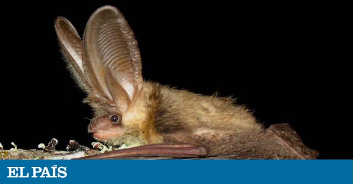 se puede contraer la rabia por tocar un animal muerto