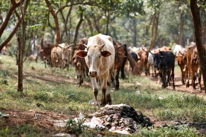 Una vaca camina cerca de un montón de basura que incluye bolsas de plástico mientras pasta cerca de Nairobi, Kenia el 25 de agosto de 2017. 