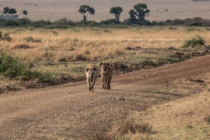 Una pareja de hienas camina en el interior del Parque Nacional del Masái Mara, en el suroeste de Kenia, raramente vacío de turistas en la primera semana de agosto de 2020 debido a las restricciones globales para contener la pandemia de covid-19. Hasta el pasado 1 de agosto, Kenia mantuvo prohibidos los vuelos internacionales, en un intento por mitigar la propagación de este virus que a fecha de 17 de agosto ya suma en sus fronteras más de 30.100 contagios y 474 muertes.