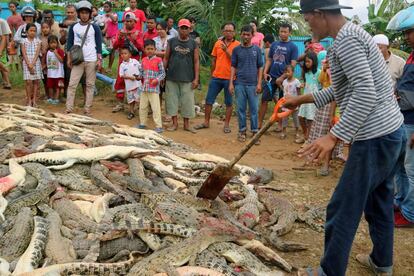 Residentes locales observan los cadáveres de cientos de cocodrilos de una granja de cría,que fueron asesinados por algunos lugareños tras la muerte de un hombre por un ataque de cocodrilo, en la regencia de Sorong, Papúa Occidental (Indonesia).