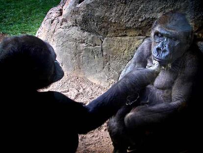 Las dos gorilas del Bioparc, ayer en su nuevo hábitat.