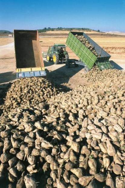 Cosecha de remolacha azucarera en Valladolid.