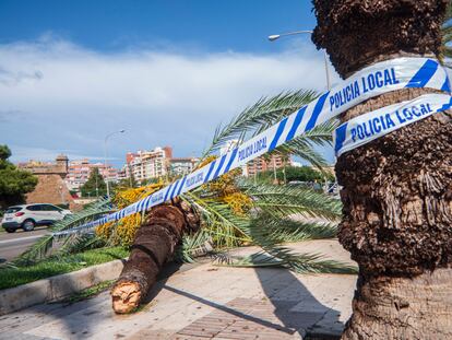 Una palmera caída en el paseo marítimo de Palma por el viento registrado este domingo en la capital balear.